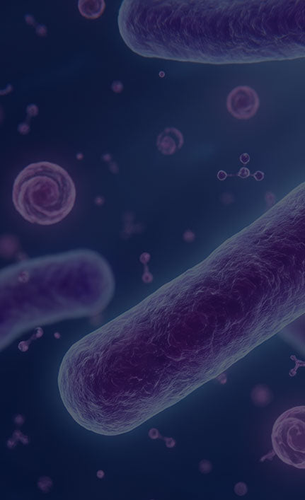 Microscopic view of beneficial gut bacteria