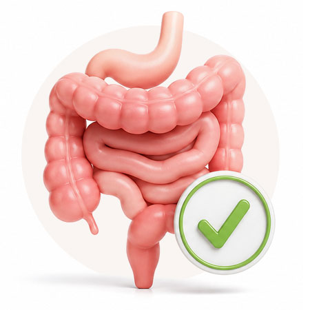 Illustration of a healthy digestive tract